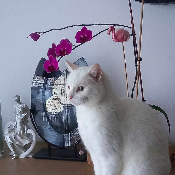 Mysti