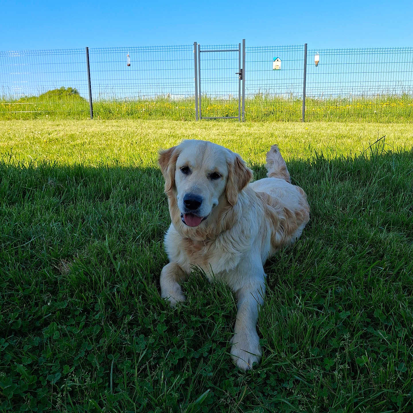 Roxie a rejoint le concours — aidez-le/la à gagner de superbes lots ! animal, canine, cockerspaniel, countryside, dog, farm, field, goldenretriever, grass, grassland, lawn, meadow, nature, outdoors, pasture, pet, plant, puppy, rural, terrier