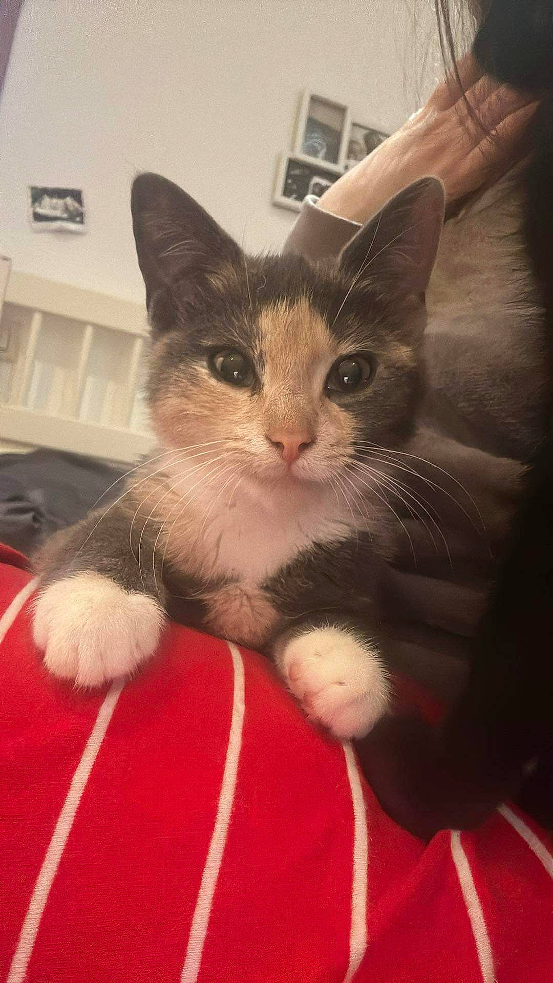 Kina a rejoint le concours — aidez-le/la à gagner de superbes lots ! box, carnivore, cat, claw, comfort, domestic_short_haired_cat, felidae, foot, fur, human_leg, lap, paw, sitting, small_to_medium_sized_cats, snout, tail, whiskers