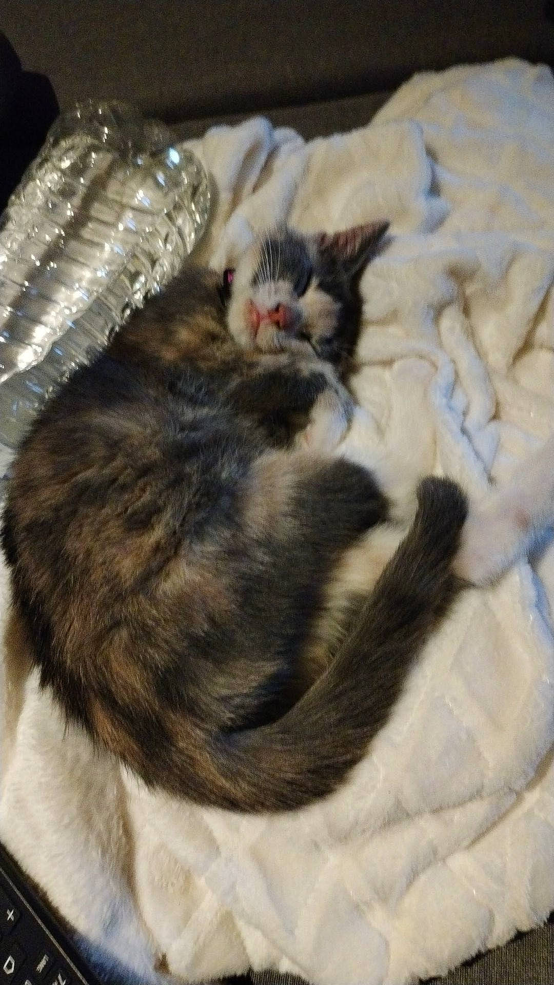 Kina a rejoint le concours — aidez-le/la à gagner de superbes lots ! carnivore, cat, claw, comfort, domestic_short_haired_cat, felidae, fur, nap, paw, sleep, small_to_medium_sized_cats, tail, whiskers