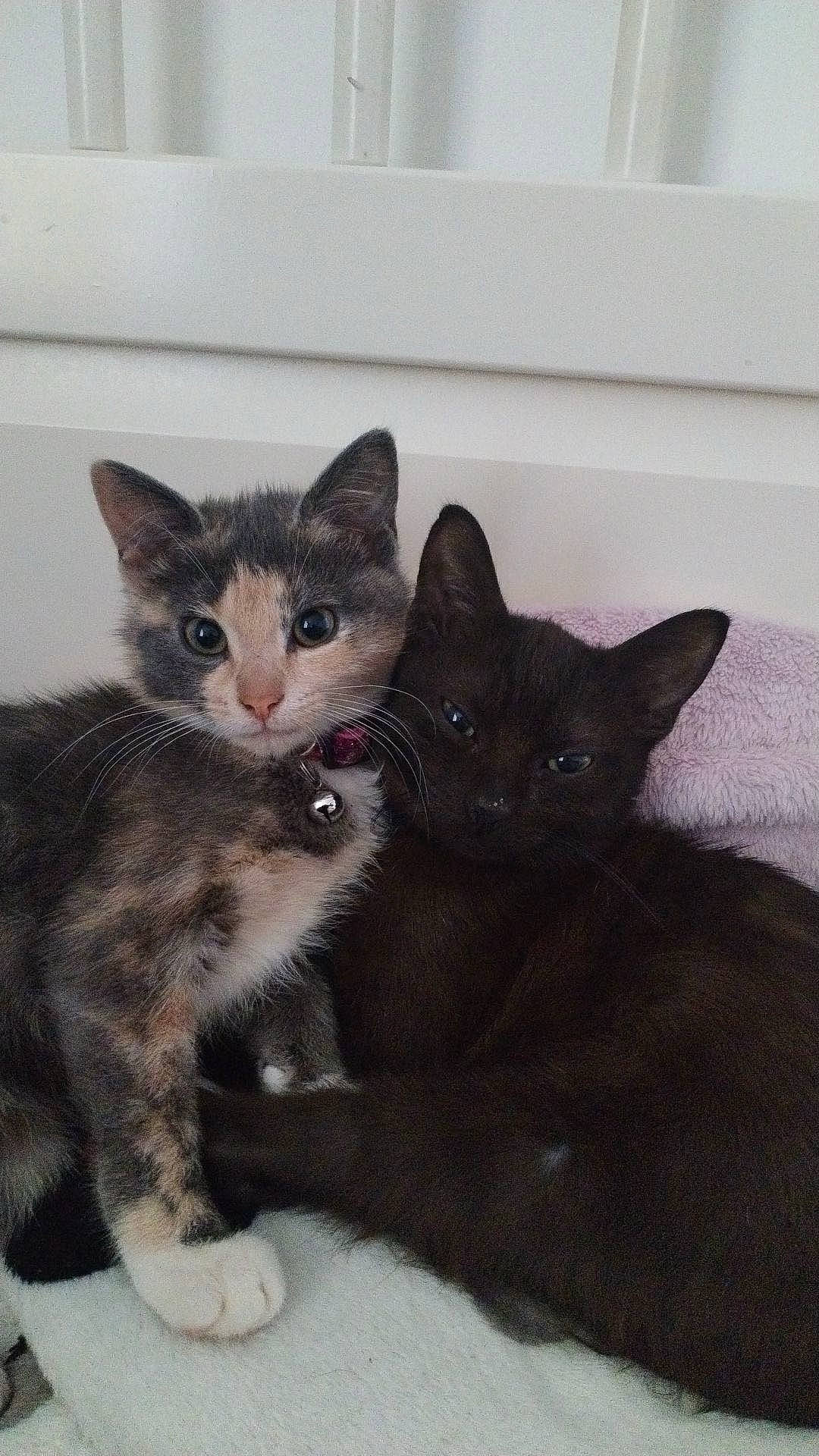 Kina a rejoint le concours — aidez-le/la à gagner de superbes lots ! carnivore, cat, cat_furniture, cat_supply, claw, comfort, domestic_short_haired_cat, door, felidae, fur, grey, paw, sitting, small_to_medium_sized_cats, snout, tail, whiskers, window