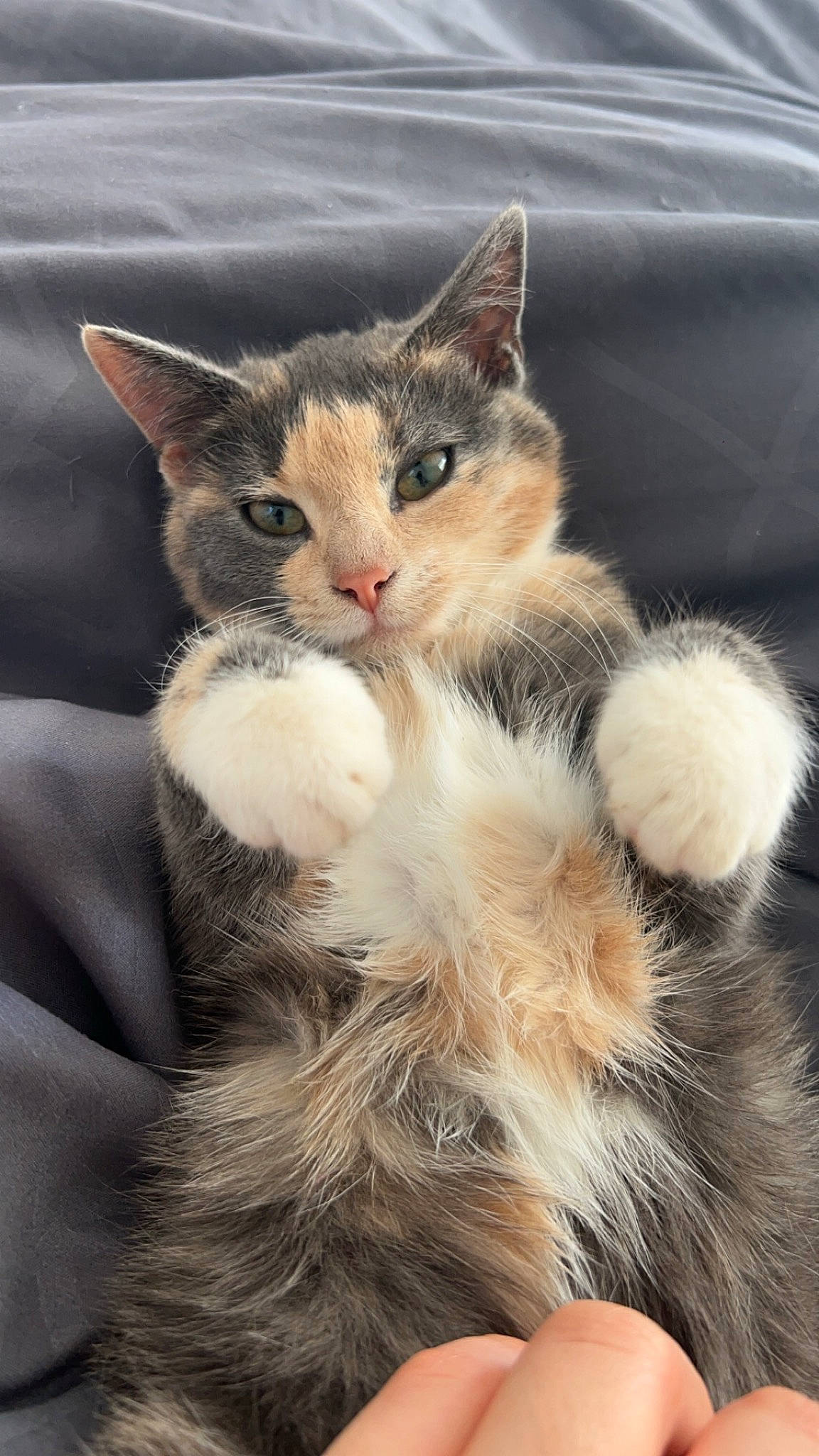 Kina a rejoint le concours — aidez-le/la à gagner de superbes lots ! art, carnivore, cat, claw, comfort, domestic_short_haired_cat, fawn, felidae, foot, fur, gesture, paw, sitting, small_to_medium_sized_cats, snout, tail, terrestrial_animal, whiskers