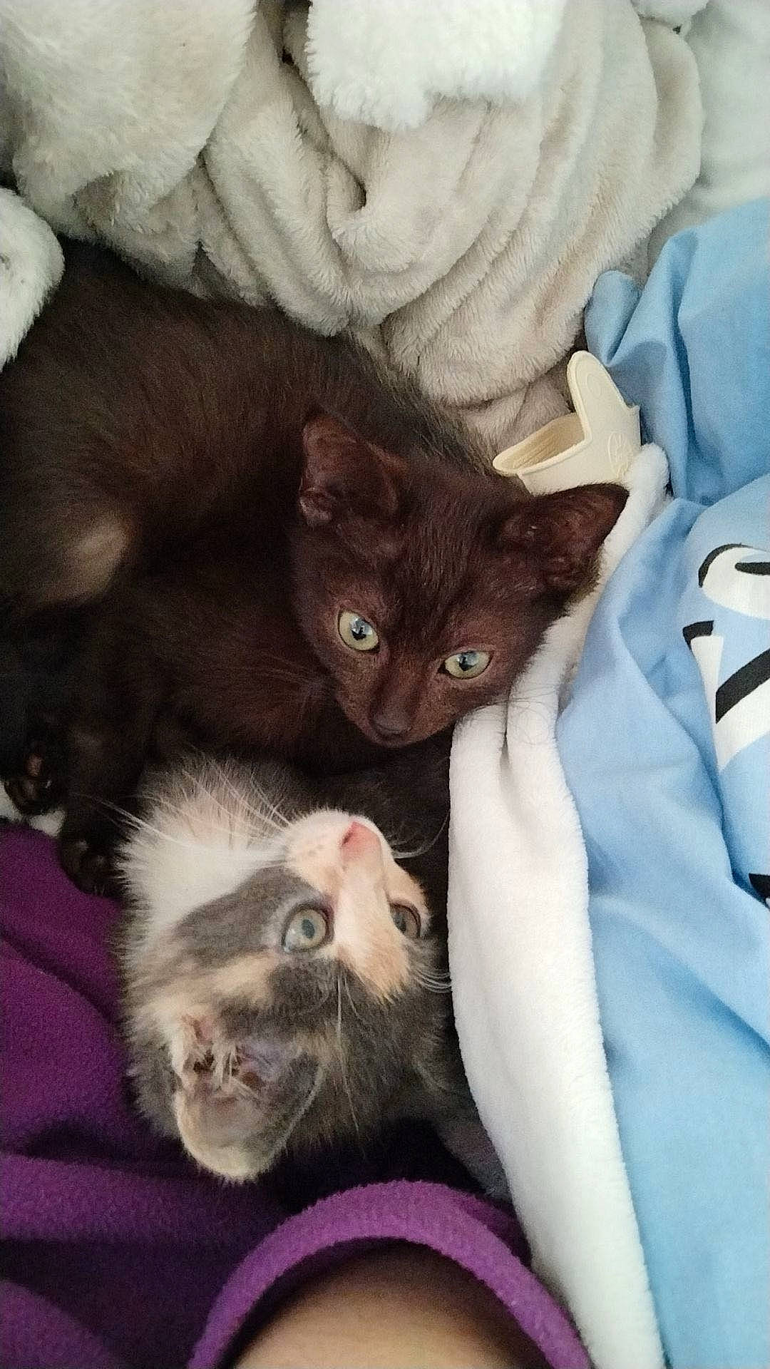 King a rejoint le concours — aidez-le/la à gagner de superbes lots ! carnivore, cat, claw, comfort, domestic_short_haired_cat, ear, felidae, fur, gesture, paw, small_to_medium_sized_cats, terrestrial_animal, whiskers