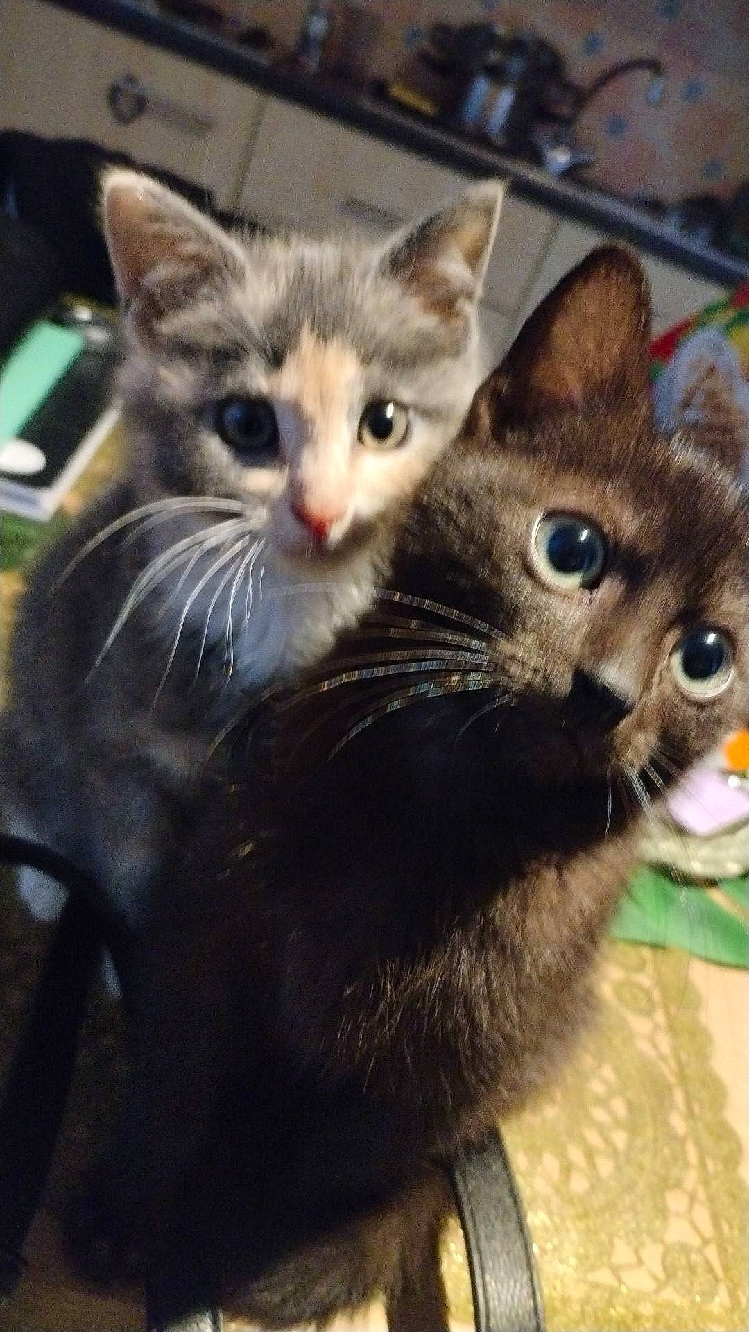 King participe au concours pour gagner de l'argent avec cette photo : box, carnivore, cat, claw, comfort, domestic_short_haired_cat, ear, felidae, fur, gesture, lap, paw, photo_caption, small_to_medium_sized_cats, snout, tail, whiskers