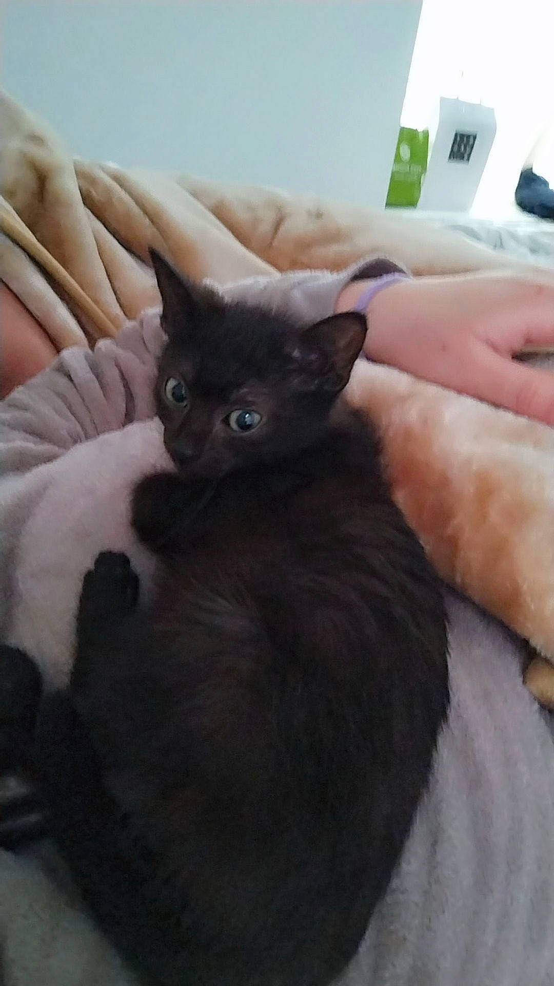 King a rejoint le concours — aidez-le/la à gagner de superbes lots ! black_cat, bombay, carnivore, cat, claw, comfort, domestic_short_haired_cat, ear, eye, fawn, felidae, finger, fur, gesture, iris, nail, small_to_medium_sized_cats, snout, tail, whiskers