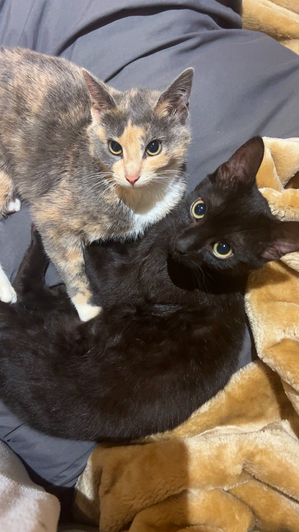 King participe au concours pour gagner de l'argent avec cette photo : carnivore, cat, cat_furniture, cat_supply, claw, comfort, domestic_short_haired_cat, fawn, felidae, fur, iris, paw, photo_caption, sitting, small_to_medium_sized_cats, snout, tail, terrestrial_animal, whiskers, window