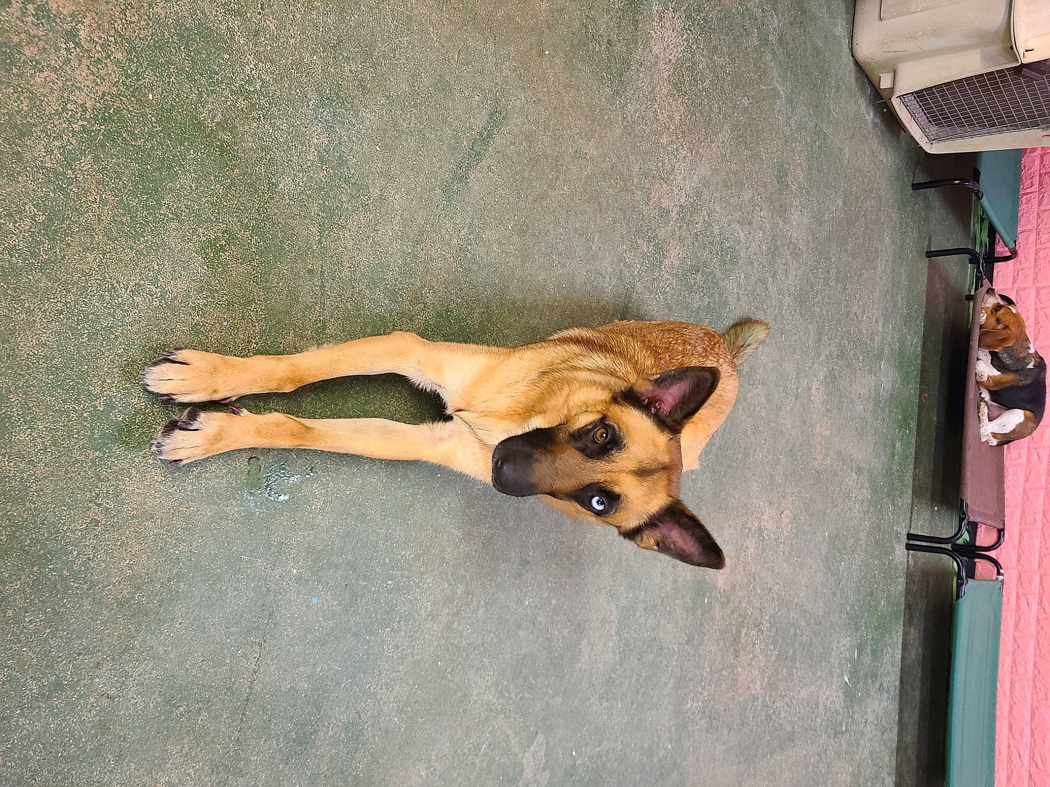 Kara is registered to the contest to win money with this photo: canidae, carnivore, comfort, companion_dog, dog, dog_breed, dog_supply, fawn, flooring, foot, fun, human_leg, paw, snout, sporting_group, tail, terrestrial_animal, toy_dog, wood, working_animal