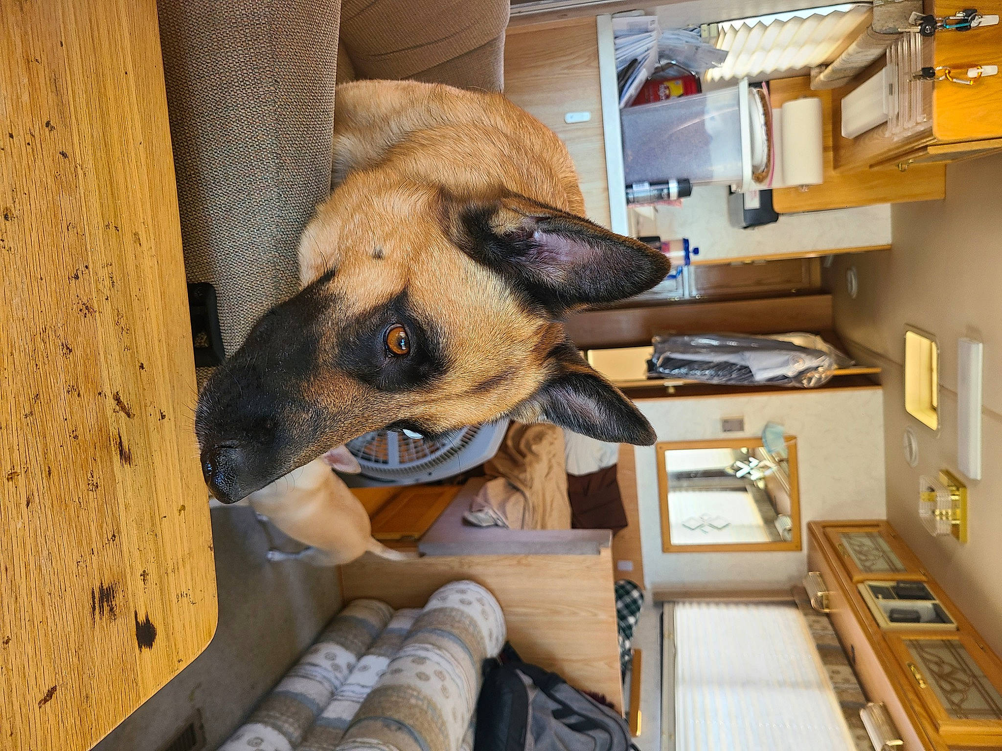 Kara joined the competition — help win amazing prizes! bookcase, carnivore, companion_dog, dog, dog_breed, dog_supply, flooring, fur, hardwood, pet_supply, room, shelf, shelving, sporting_group, terrestrial_animal, wood, working_animal