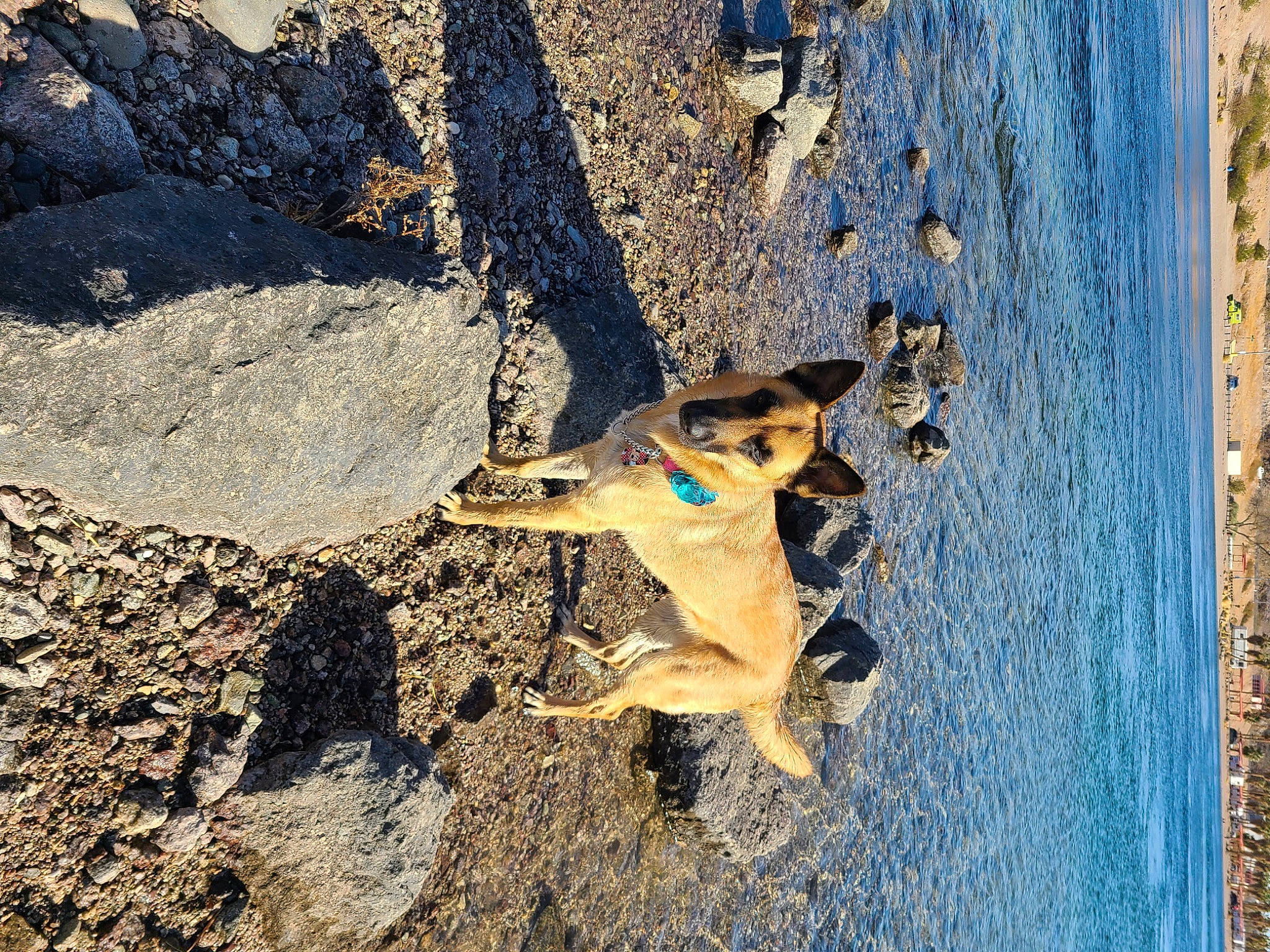 Kara is registered to the contest to win money with this photo: adventure, beach, bedrock, canidae, carnivore, dog, dog_breed, electric_blue, fawn, lake, landscape, recreation, rock, sand, shadow, snout, soil, tail, water, wood