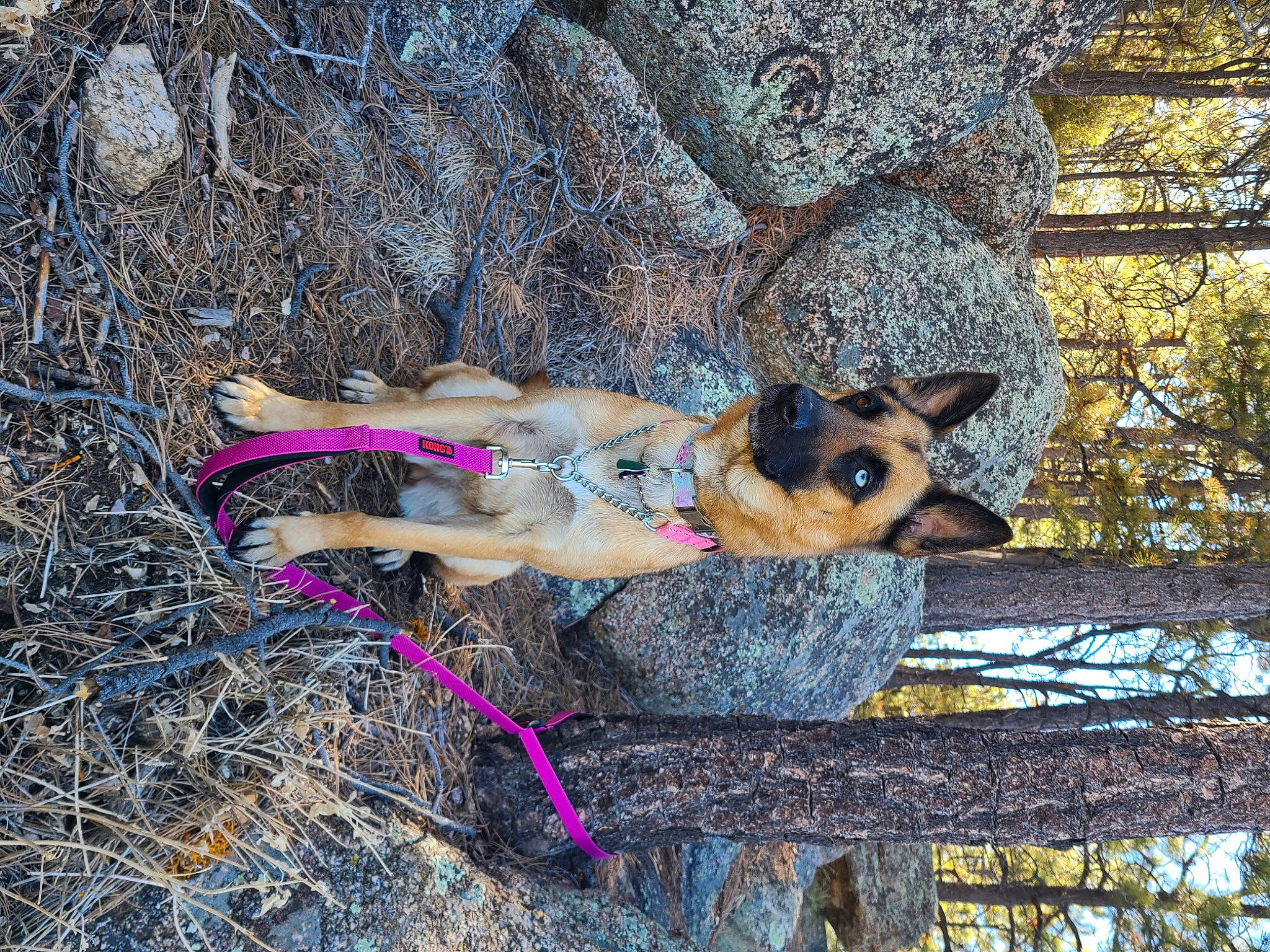 Kara is registered to the contest to win money with this photo: canidae, carnivore, companion_dog, dog, dog_breed, dog_supply, eyewear, fawn, leash, leisure, organism, plant, recreation, soil, sporting_group, sunglasses, swimwear, tree, trunk, wood