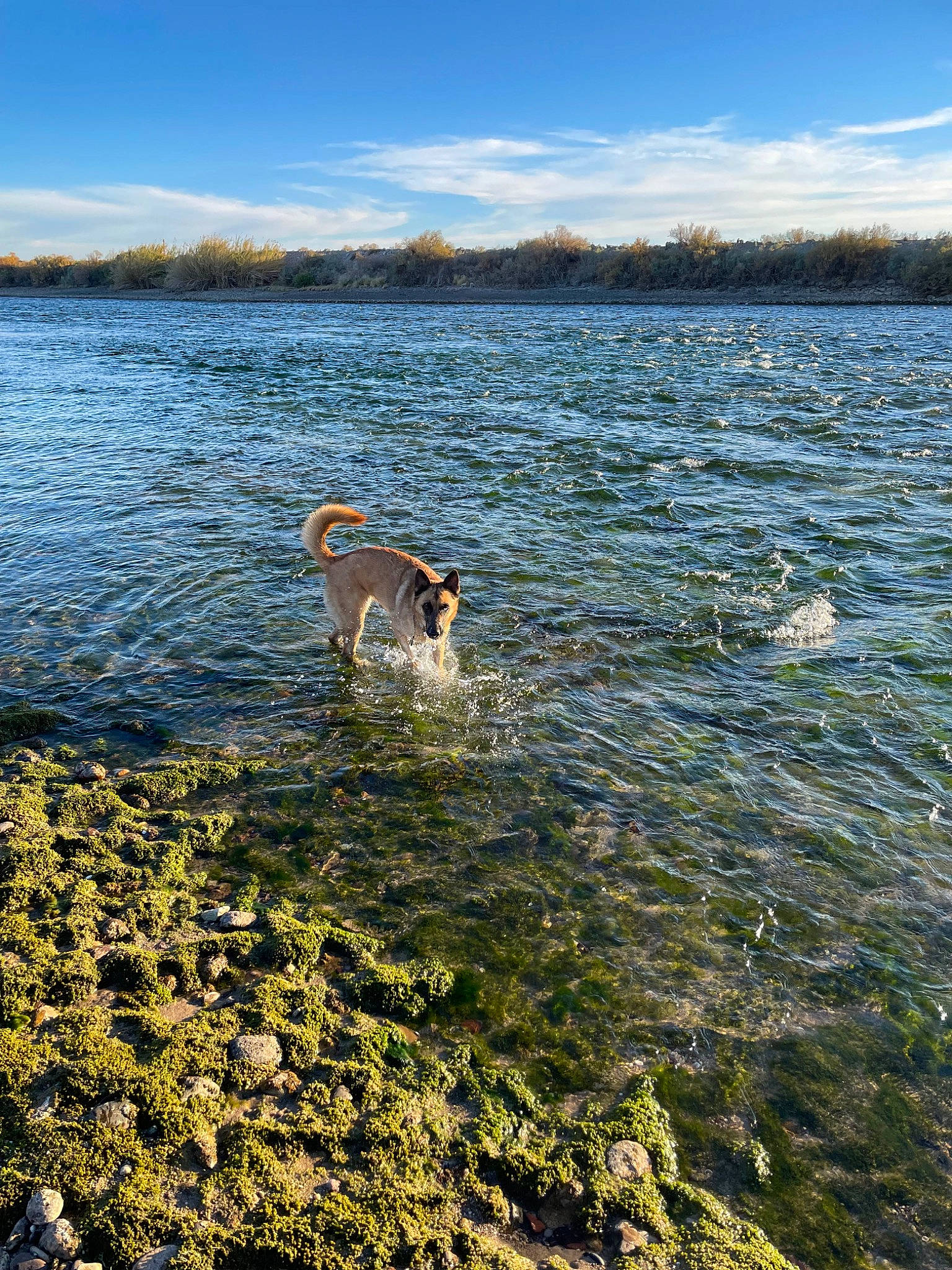 Kara joined the competition — help win amazing prizes! bank, body_of_water, carnivore, cloud, companion_dog, dog, dog_breed, fawn, grass, grassland, horizon, lake, landscape, natural_landscape, people_in_nature, plant, shore, sky, water, watercourse