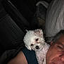 dog, white_dog, man, portrait, indoor, night, shoulder, pet, close_up, relaxing, cozy, home, couch, sleepy, companion, friendship, animal, fur, person, casual