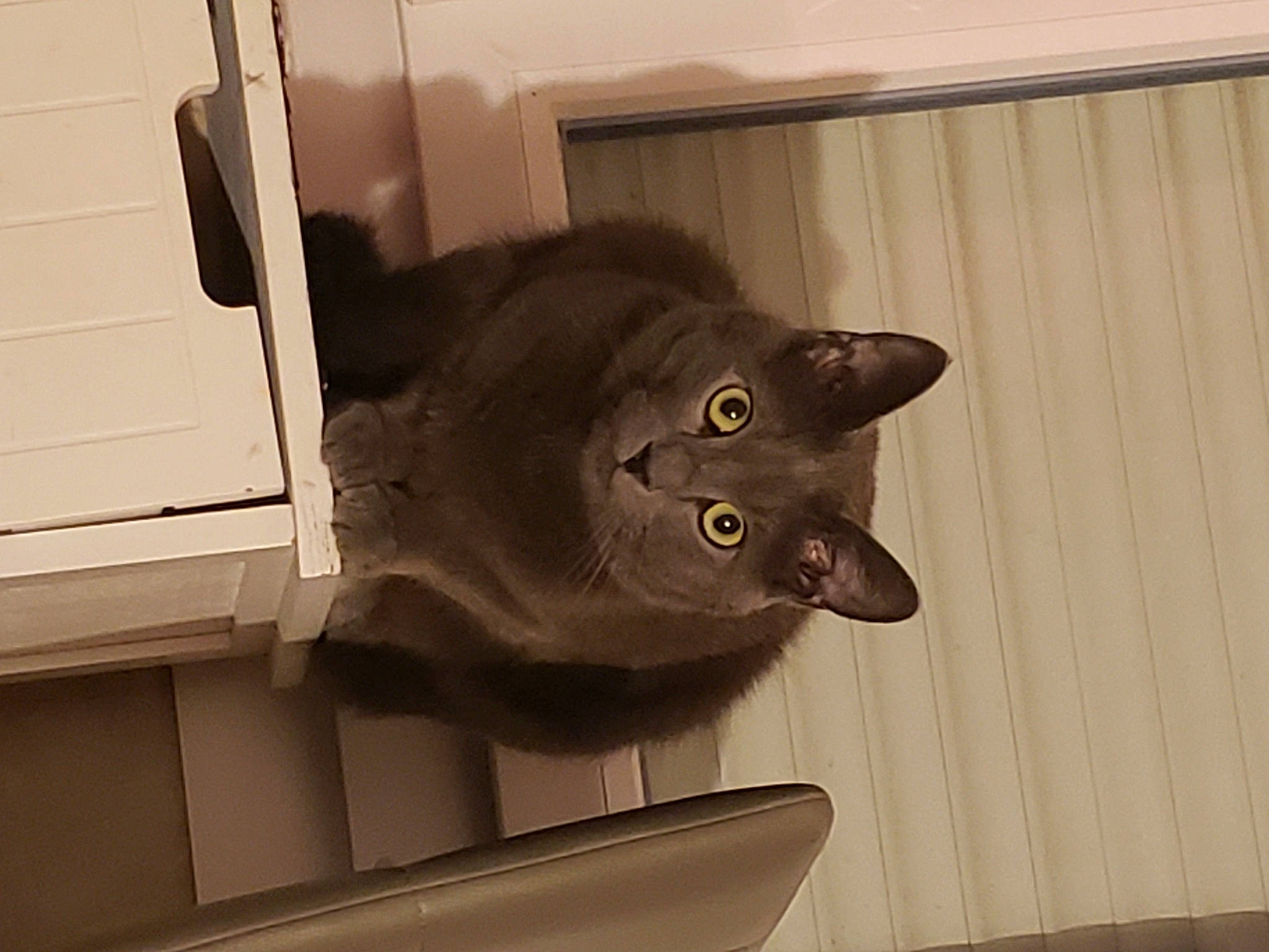 Diamant participe au concours pour gagner de l'argent avec cette photo : black_cat, box, carnivore, cat, cat_supply, chair, curtain, domestic_short_haired_cat, felidae, hardwood, room, russian_blue, shelf, small_to_medium_sized_cats, snout, table, tail, whiskers, window, wood