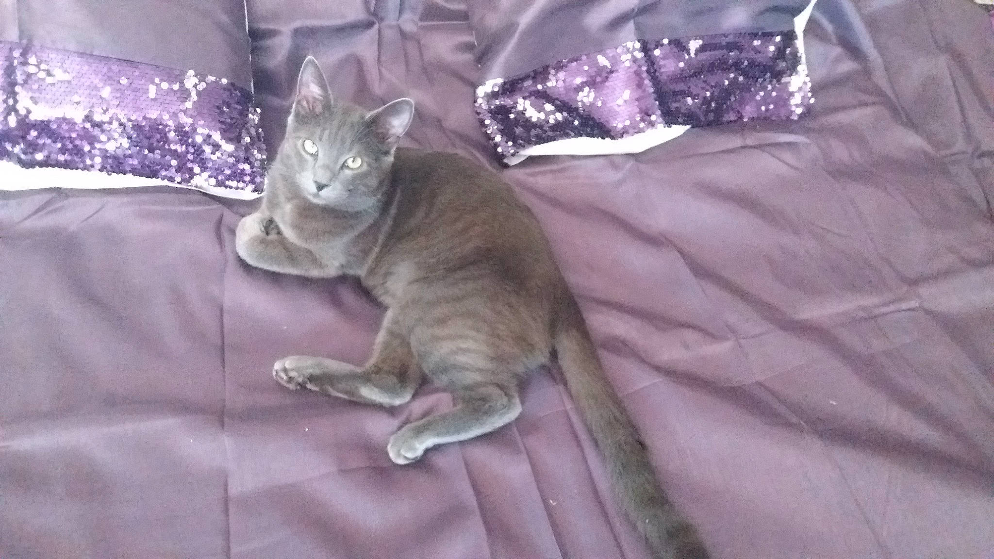 Diamant a rejoint le concours — aidez-le/la à gagner de superbes lots ! bed, bed_sheet, bedding, canidae, carnivore, cat, comfort, domestic_short_haired_cat, fawn, felidae, fur, grey, linens, purple, russian_blue, small_to_medium_sized_cats, snout, tail, whiskers