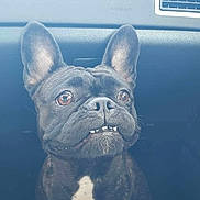 Lola a rejoint le concours — aidez-le/la à gagner de superbes lots ! dog, french_bulldog, pet, car, vehicle, animal, ears, black_fur, white_patch, underbite, sitting, indoor, portrait, cute, alert, companion, travel, dashboard, vent, curious