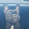 dog, french_bulldog, pet, car, vehicle, animal, ears, black_fur, white_patch, underbite, sitting, indoor, portrait, cute, alert, companion, travel, dashboard, vent, curious