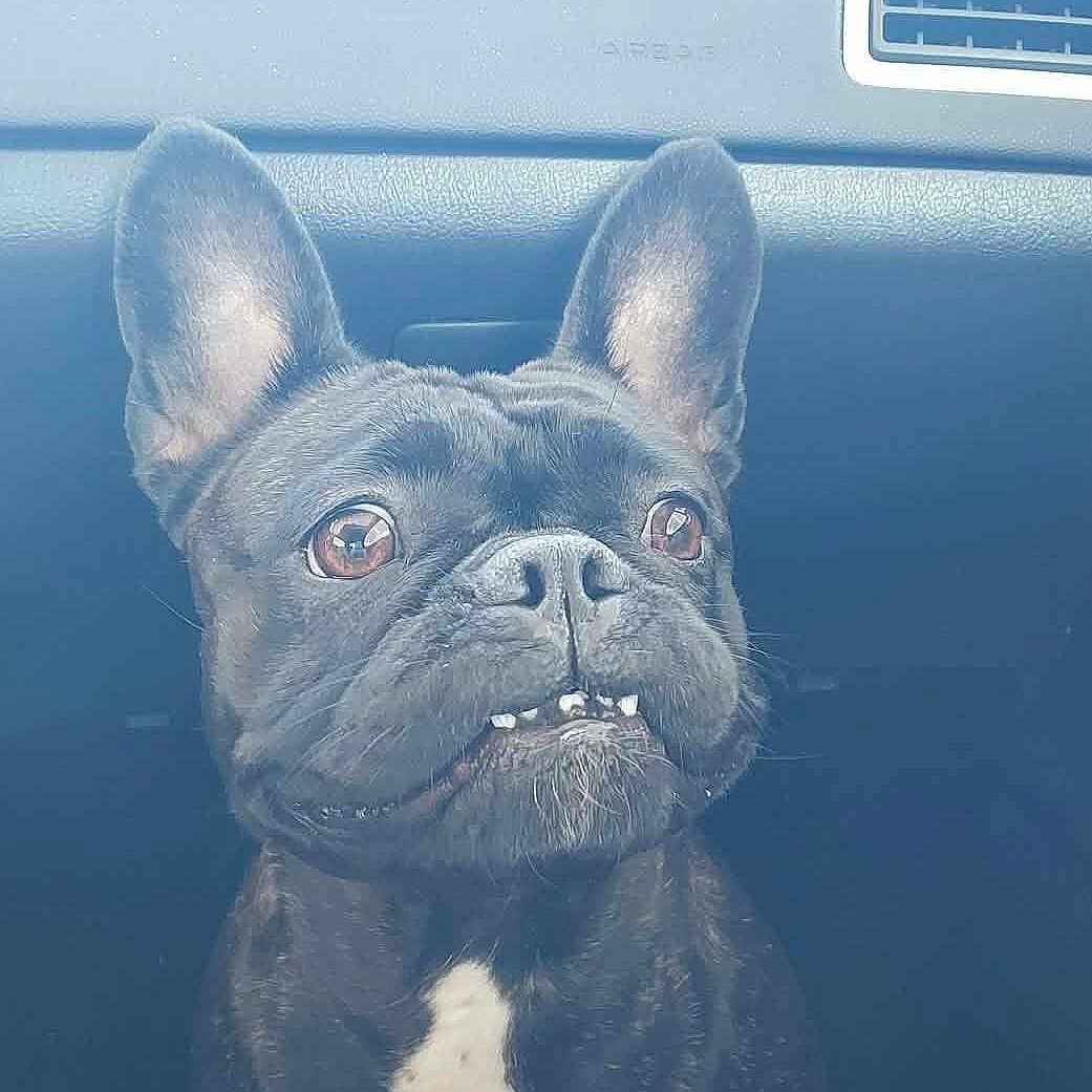 Lola