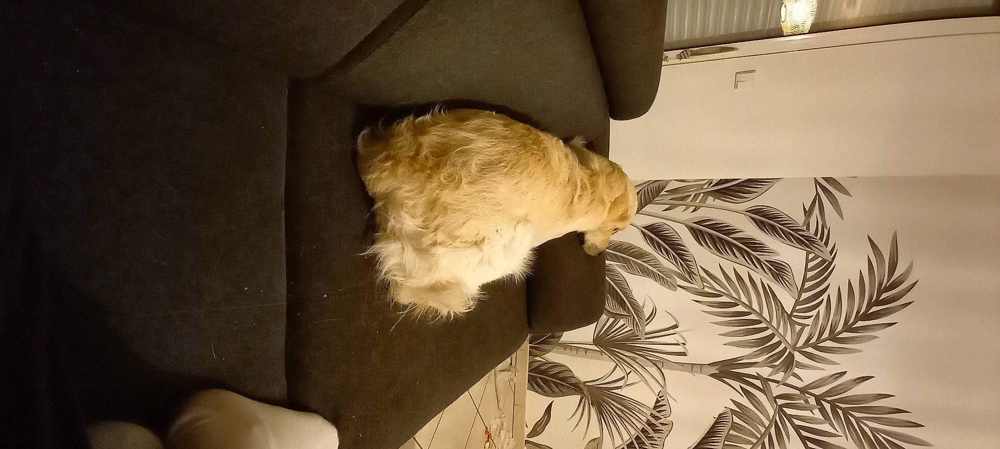 Cookie participe au concours pour gagner de l'argent avec cette photo : canidae, carnivore, comfort, companion_dog, dog, dog_breed, fawn, felidae, flooring, fur, hardwood, linens, small_to_medium_sized_cats, sporting_group, tail, terrier, toy_dog, vertebrate, whiskers, wood