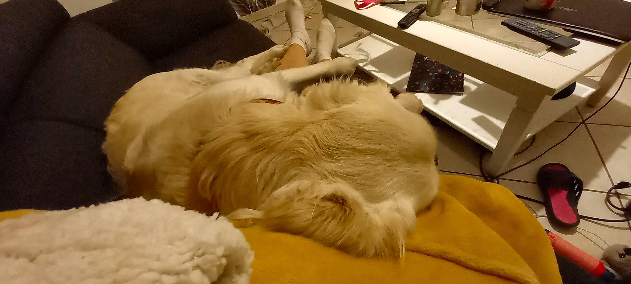 Cookie a rejoint le concours — aidez-le/la à gagner de superbes lots ! canidae, carnivore, comfort, companion_dog, dog_breed, duvet, felidae, flooring, fur, hardwood, nap, room, small_to_medium_sized_cats, snout, sporting_group, toy_dog, whiskers, wood, wool, working_animal