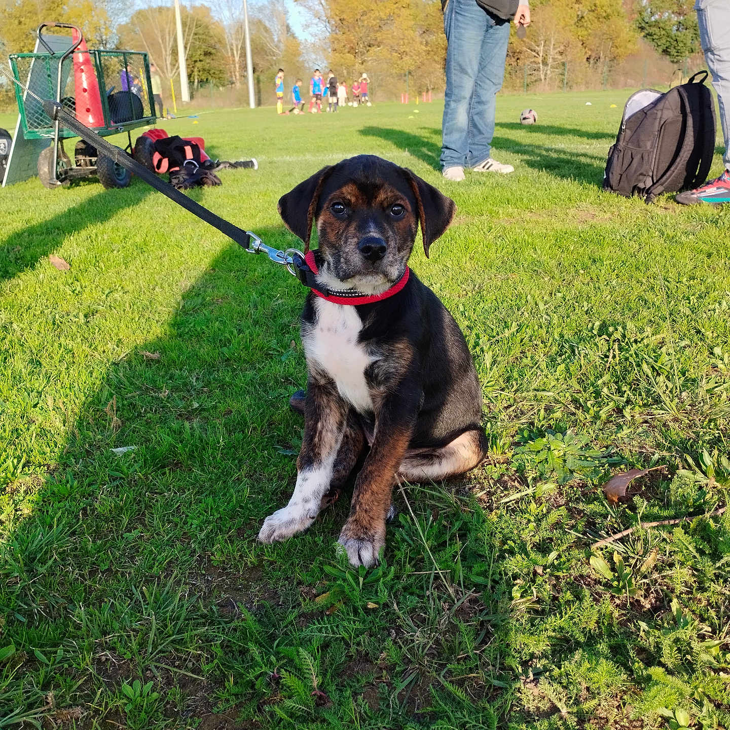 Venum participe au concours pour gagner de l'argent avec cette photo : adults, backpack, casual_clothing, children, daytime, dog, grass, greenery, group, leash, nature, outdoor, park, people, puppy, red_collar, shadows, sports_field, sunny, trees