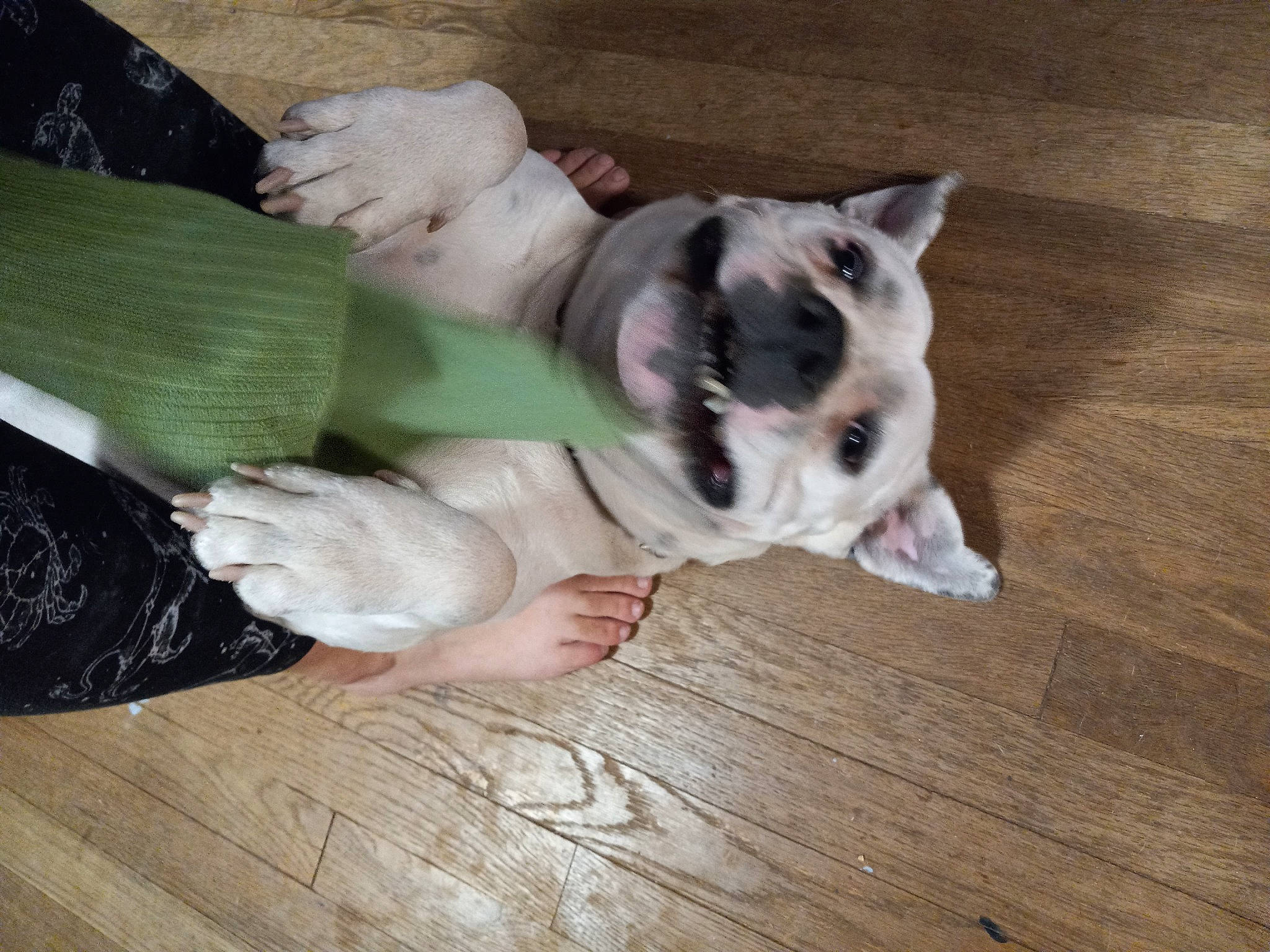 Kenai is registered to the contest to win money with this photo: canidae, carnivore, comfort, companion_dog, dog, dog_breed, dog_supply, fawn, felidae, flooring, hardwood, laminate_flooring, paw, small_to_medium_sized_cats, snout, tail, toy_dog, whiskers, wood, working_animal