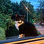 Lulo a rejoint le concours — aidez-le/la à gagner de superbes lots ! animal, black_and_white, bush, calm, cat, evening, feline, greenery, ledges, nature, outdoor, pet, quiet, road, side_view, street_lamp, tree, twilight, urban, window