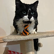 Lulo participe au concours pour gagner de l'argent avec cette photo : black_and_white, cat, cat_tree, close_up, cute, domestic_animal, feline, fur, green_eyes, indoor, party_hat, pet, playful, portrait, shelf, sitting, tie, toy, wall, whiskers
