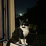 Lulo participe au concours pour gagner de l'argent avec cette photo : animal, black_and_white, calm, cat, dark, fur, looking, moon, mystery, nature, night, outdoor, pet, quiet, silhouette, tail, tree, whiskers, window, windowsill