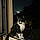 Sharon Nicoll G. T.
