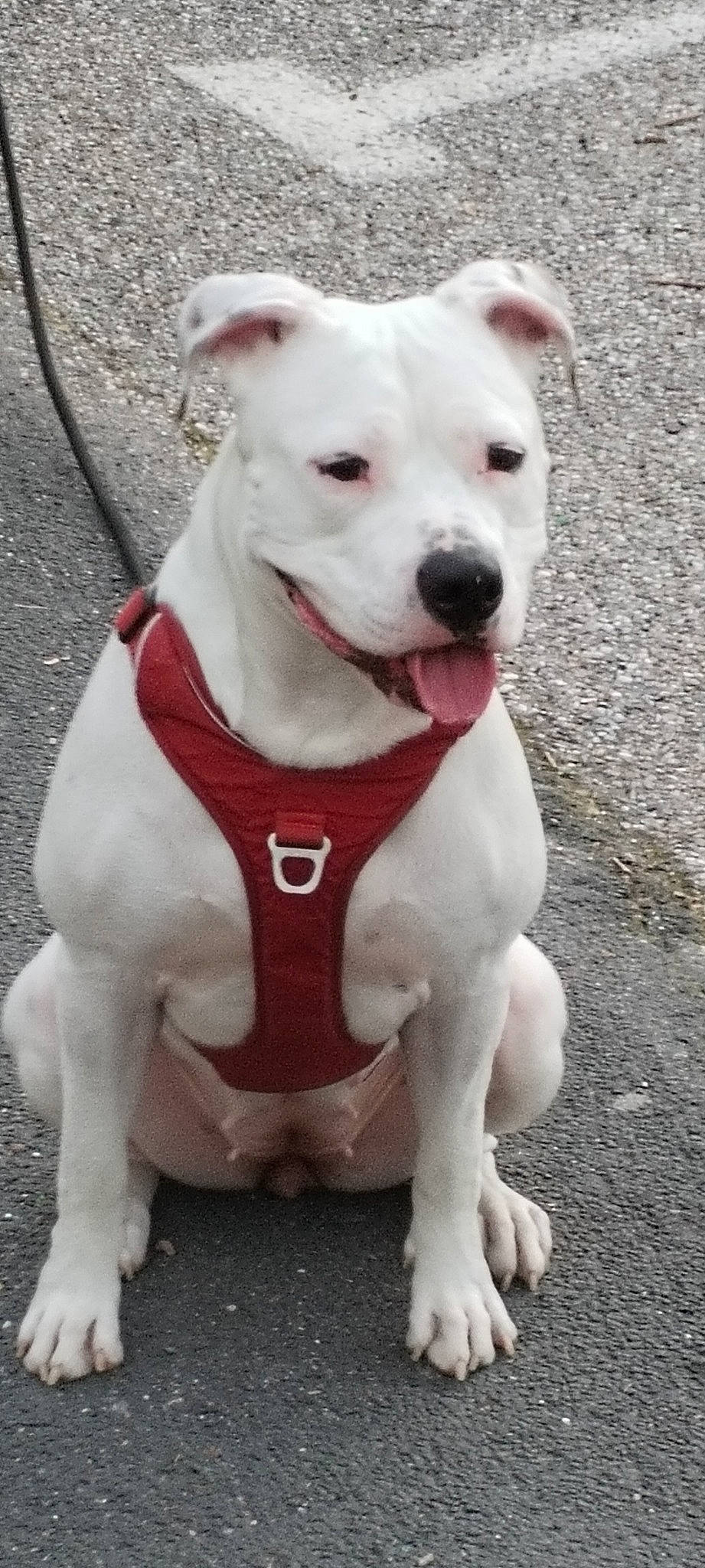 Stella a rejoint le concours — aidez-le/la à gagner de superbes lots ! ancient_dog_breeds, carnivore, collar, companion_dog, dog, dog_breed, dog_collar, dog_supply, non_sporting_group, old_english_terrier, paw, pet_supply, snout, tail, terrestrial_animal, terrier, whiskers, working_animal