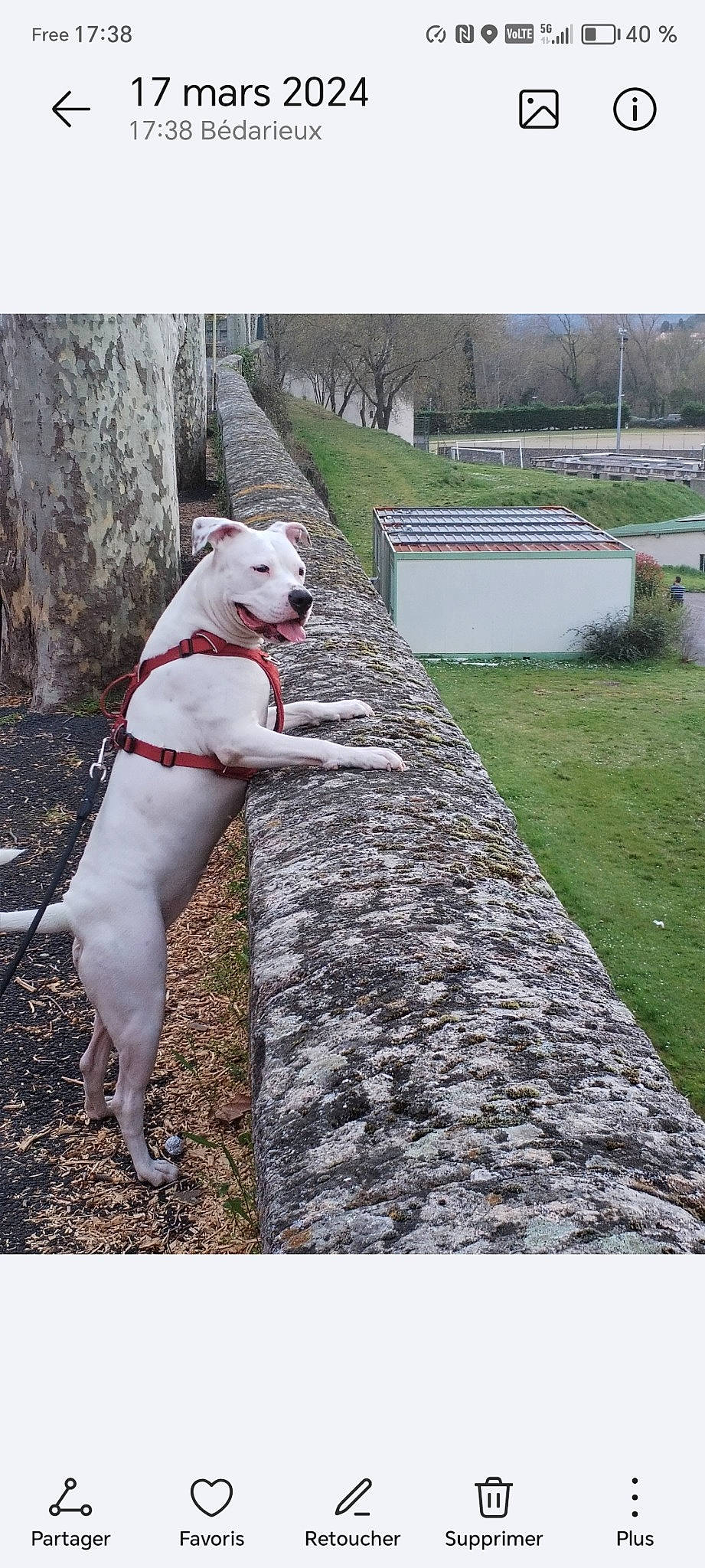 Stella participe au concours pour gagner de l'argent avec cette photo : carnivore, collar, companion_dog, dog, dog_breed, dog_collar, fawn, grass, guard_dog, hedge, leash, non_sporting_group, pet_supply, plant, rectangle, sporting_group, tail, tree, working_animal