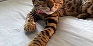 Nala is registered to the contest to win money with this photo: kitten, bengal_cat, cat, pet, animal, bed, white_bed_sheet, pillow, striped, spotted, indoor, cute, whiskers, fur, paw, relaxing, young_cat, curious, closeup, laying_down