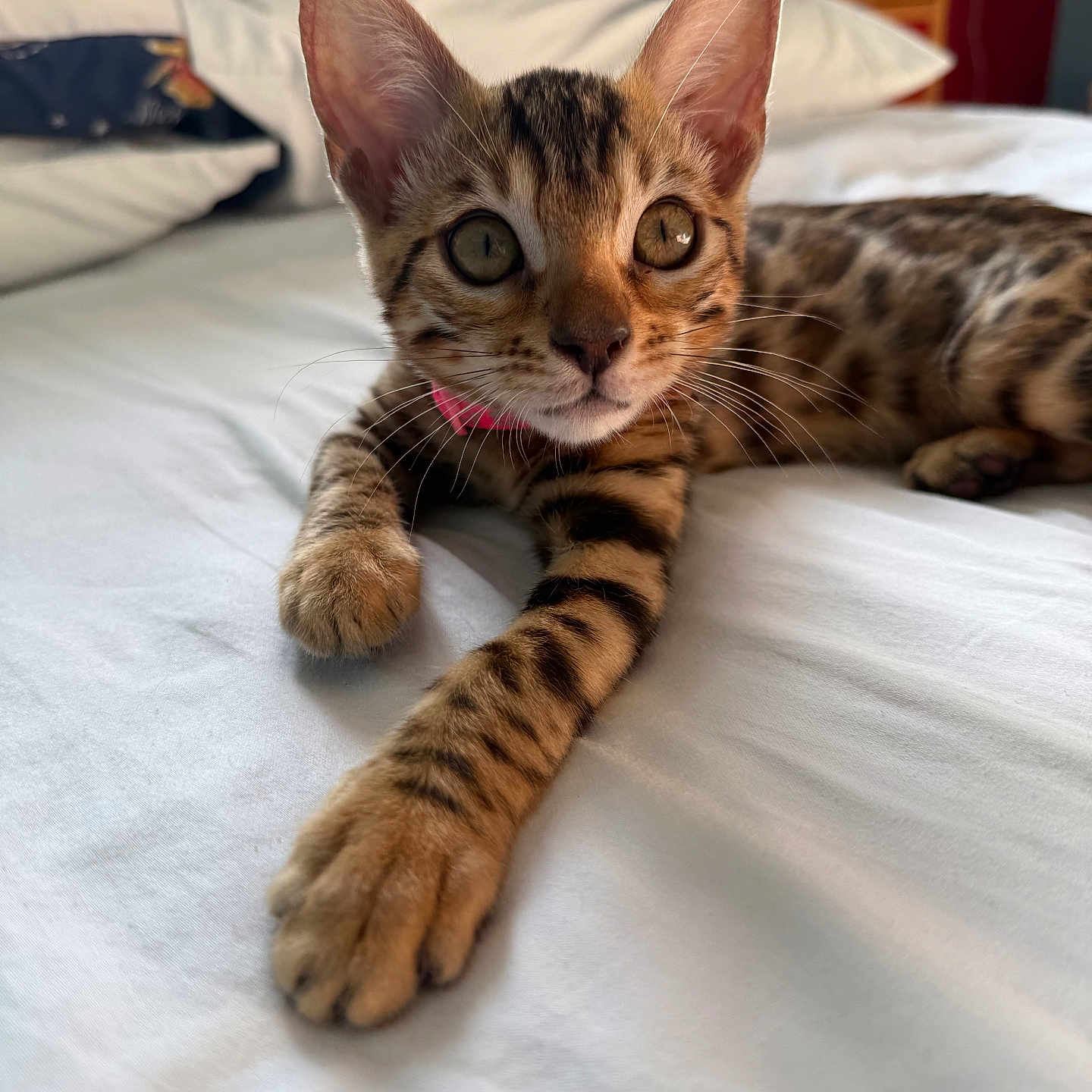 Nala is registered to the contest to win money with this photo: animal, bed, bengal_cat, cat, closeup, curious, cute, fur, indoor, kitten, laying_down, paw, pet, pillow, relaxing, spotted, striped, whiskers, white_bed_sheet, young_cat