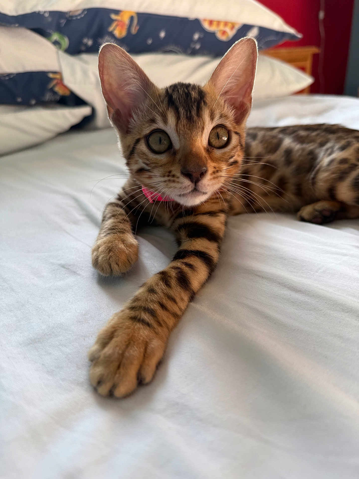 Nala is registered to the contest to win money with this photo: kitten, bengal_cat, cat, pet, animal, bed, white_bed_sheet, pillow, striped, spotted, indoor, cute, whiskers, fur, paw, relaxing, young_cat, curious, closeup, laying_down