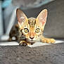 Nala joined the competition — help win amazing prizes! kitten, cat, tabby, close_up, curious, ears, eyes, feline, pet, animal, crouching, texture, soft_light, indoor, cute, whiskers, young, focus, mammal, furry