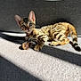 Nala joined the competition — help win amazing prizes! kitten, cat, spotted, pet, animal, fur, indoor, carpet, sunlight, shadow, curious, playful, small, young, domestic, whiskers, ears, tail, paw, relaxed