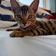 Nala joined the competition — help win amazing prizes! cat, kitten, bengal, pet, animal, indoor, bed, white_bed, fur, ears, eyes, whiskers, closeup, cute, relaxed, striped, young, domestic_cat, window, natural_light