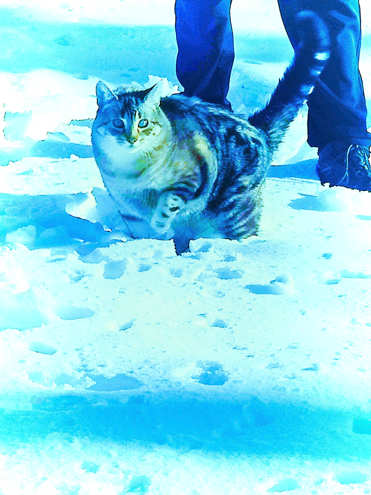 Hermes joined the competition — help win amazing prizes! blue, carnivore, dog_breed, electric_blue, felidae, freezing, fun, fur, glacial_landform, ice_cap, leisure, people_in_nature, personal_protective_equipment, playing_in_the_snow, polar_ice_cap, recreation, snow, sporting_group, water, winter