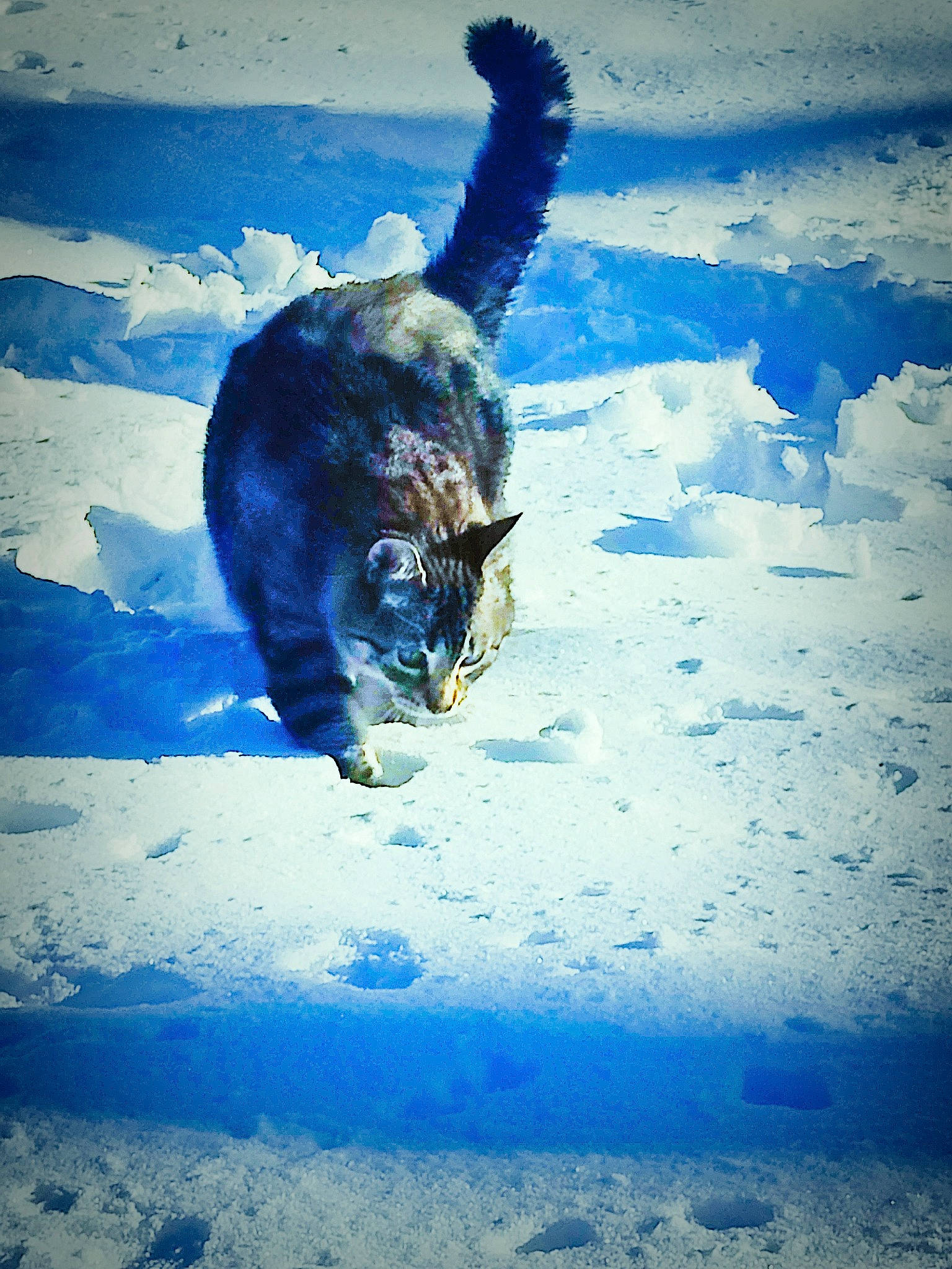 Hermes is registered to the contest to win money with this photo: azure, blue, carnivore, cat, electric_blue, felidae, freezing, fur, ice_cap, sky, small_to_medium_sized_cats, snout, snow, tail, terrestrial_animal, tree, water, whiskers, wildlife, winter