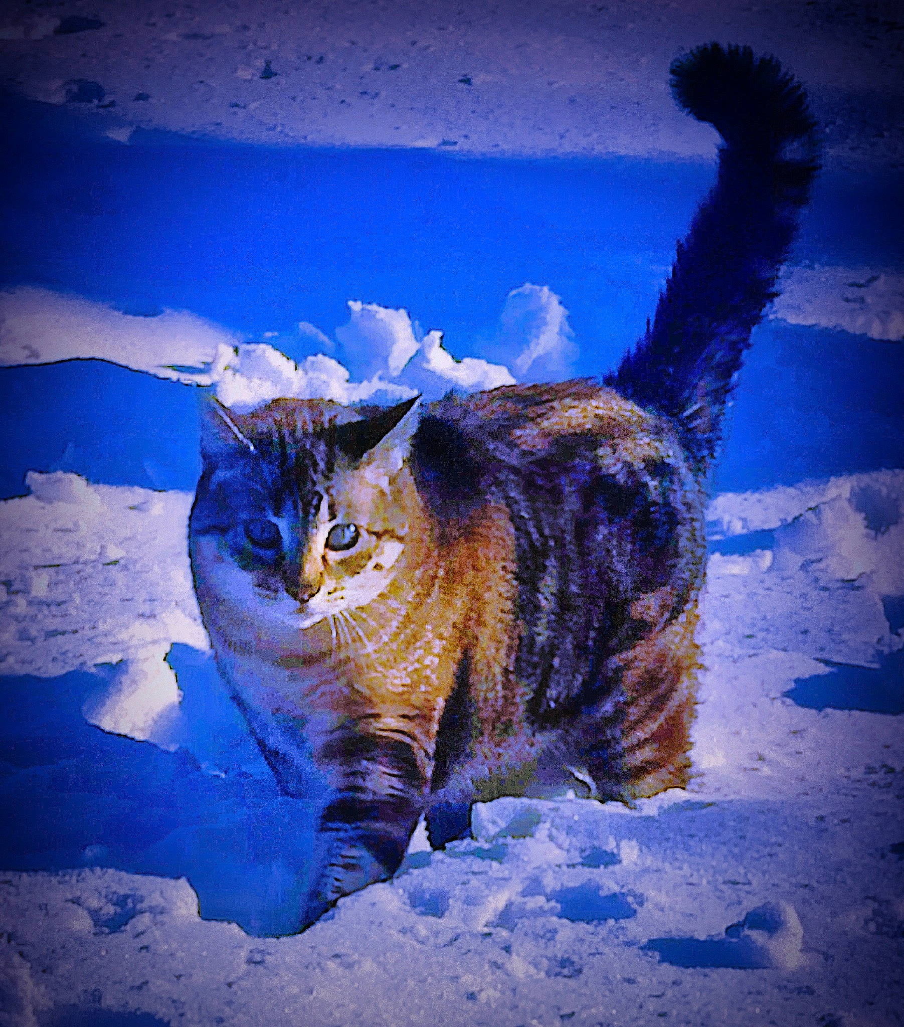 Hermes joined the competition — help win amazing prizes! art, blue, carnivore, cat, darkness, electric_blue, felidae, freezing, fur, painting, plant, small_to_medium_sized_cats, snow, tail, terrestrial_animal, tree, visual_arts, whiskers, wildlife, winter