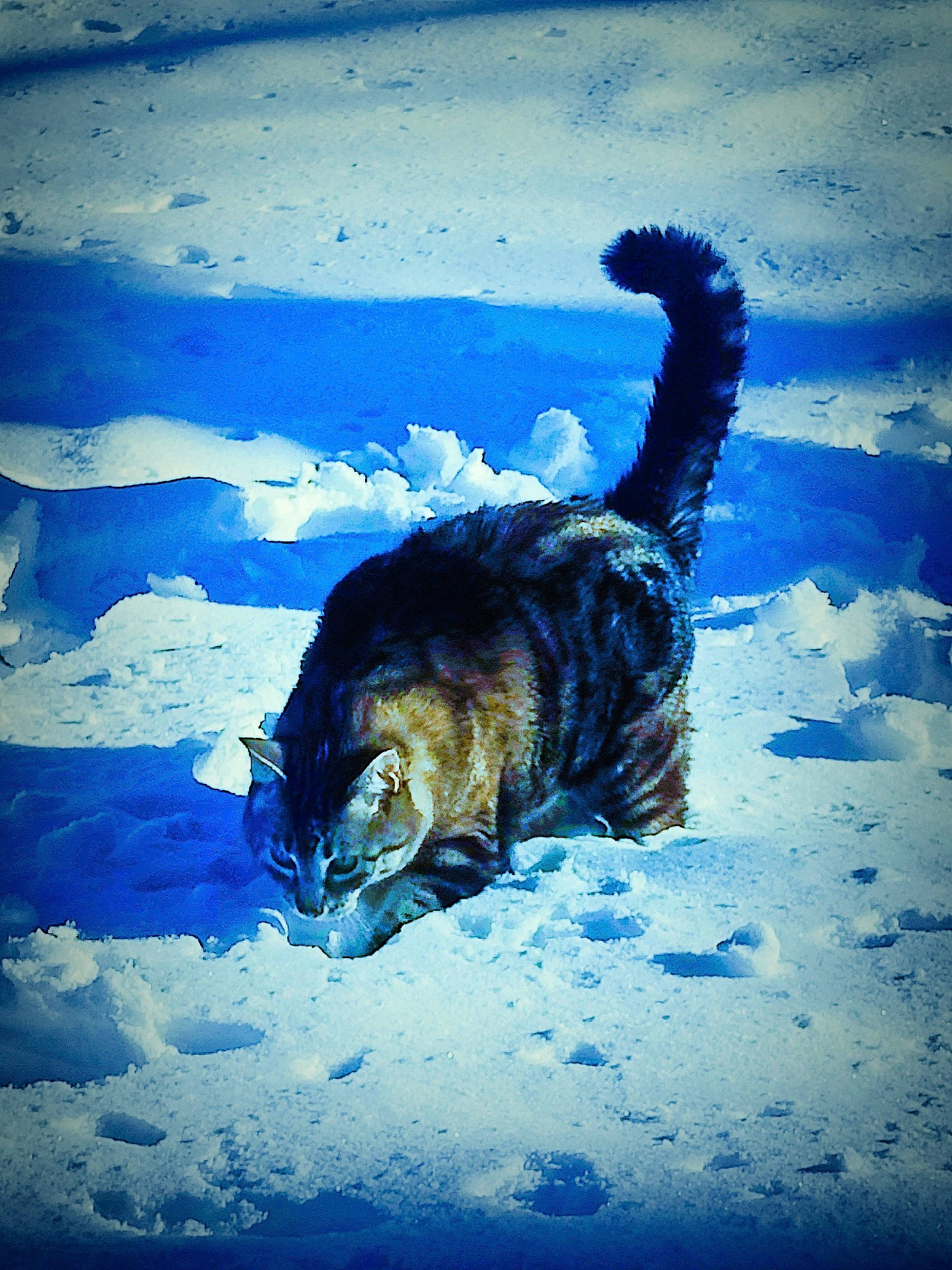 Hermes is registered to the contest to win money with this photo: blue, carnivore, cat, electric_blue, felidae, fluid, freezing, fur, liquid, ocean, reflection, shadow, small_to_medium_sized_cats, snow, tail, terrestrial_animal, water, whiskers, wildlife, winter