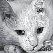 Snö participe au concours pour gagner de l'argent avec cette photo : cat, close_up, black_and_white, animal, pet, paw, face, whiskers, fur, resting, soft_surface, portrait, cute, domestic_cat, feline, eyes, quiet, contemplative, indoor, mammal