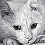 cat, close_up, black_and_white, animal, pet, paw, face, whiskers, fur, resting, soft_surface, portrait, cute, domestic_cat, feline, eyes, quiet, contemplative, indoor, mammal