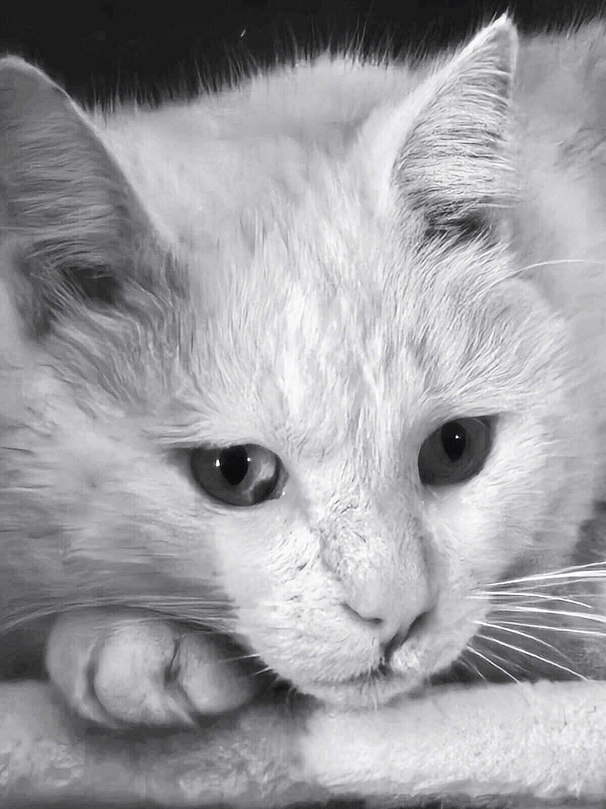 Snö participe au concours pour gagner de l'argent avec cette photo : cat, close_up, black_and_white, animal, pet, paw, face, whiskers, fur, resting, soft_surface, portrait, cute, domestic_cat, feline, eyes, quiet, contemplative, indoor, mammal