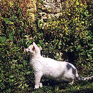 Snö participe au concours pour gagner de l'argent avec cette photo : alert, animal, cat, curious, daylight, feline, garden, grass, greenery, leafy, mammal, nature, outdoor, pet, plants, shadow, side_view, sunlight, white_cat, wildlife