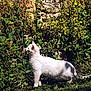 alert, animal, cat, curious, daylight, feline, garden, grass, greenery, leafy, mammal, nature, outdoor, pet, plants, shadow, side_view, sunlight, white_cat, wildlife