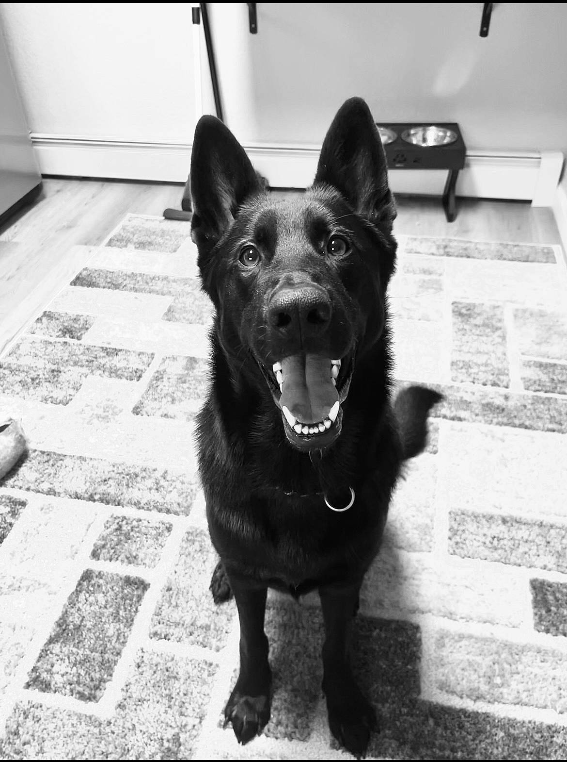 Louis V is registered to the contest to win money with this photo: black_and_white, canidae, carnivore, collar, companion_dog, dog, dog_breed, dog_collar, flooring, fur, monochrome, monochrome_photography, mudi, road_surface, snout, sporting_group, style, tail, whiskers, working_animal