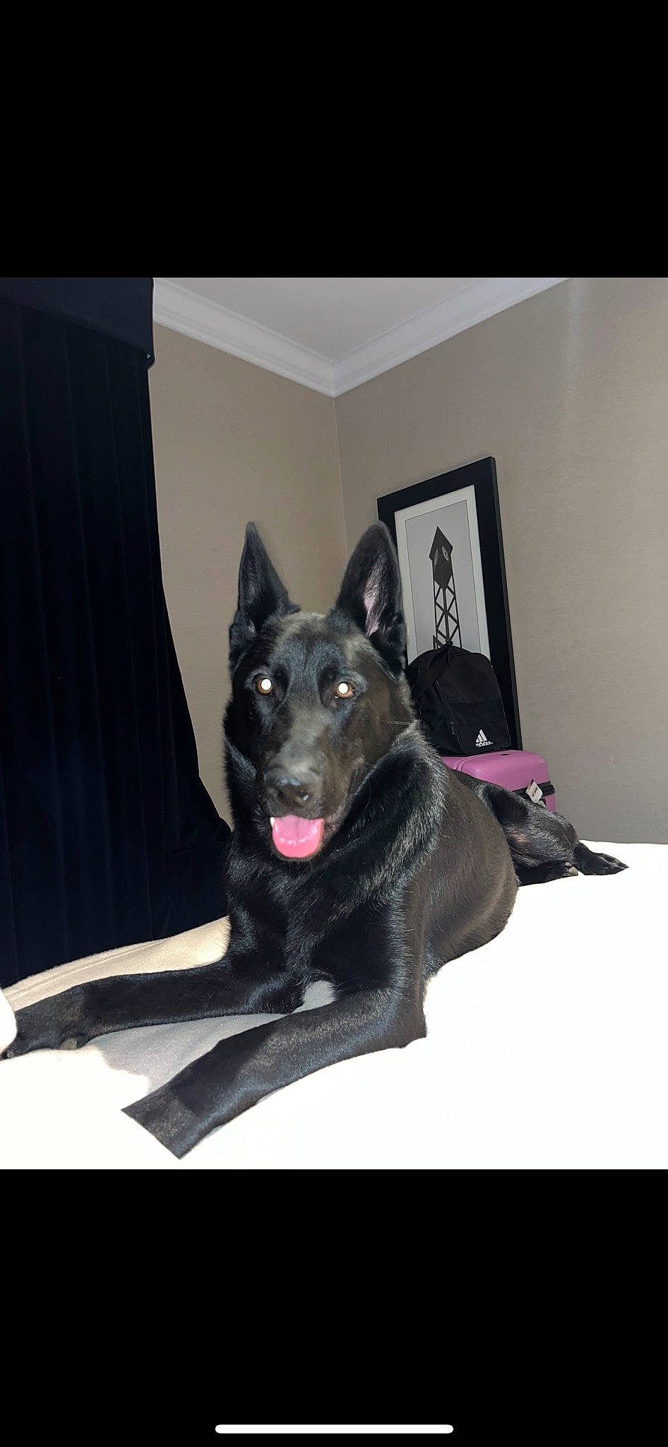 Louis V joined the competition — help win amazing prizes! canidae, carnivore, companion_dog, dog, dog_breed, dog_collar, dog_supply, fawn, fur, grey, guard_dog, magenta, non_sporting_group, picture_frame, purple, sculpture, snout, sporting_group, working_animal, working_dog