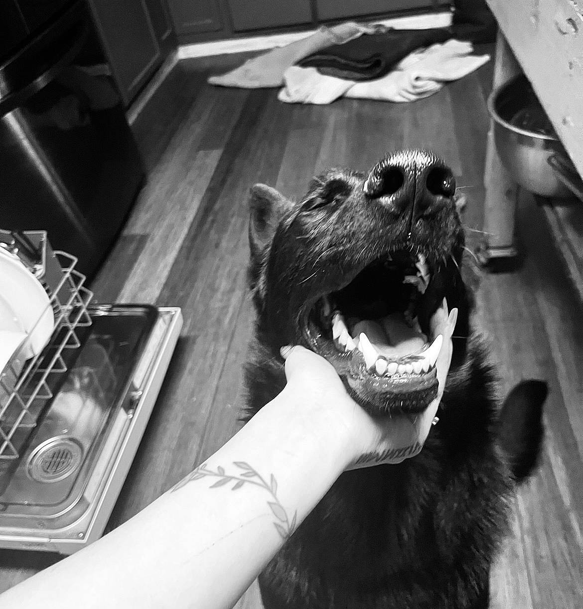Louis V is registered to the contest to win money with this photo: black, black_and_white, carnivore, companion_dog, dog, dog_breed, fang, felidae, fur, gesture, happy, jaw, monochrome, monochrome_photography, smile, snout, style, whiskers, white, working_animal