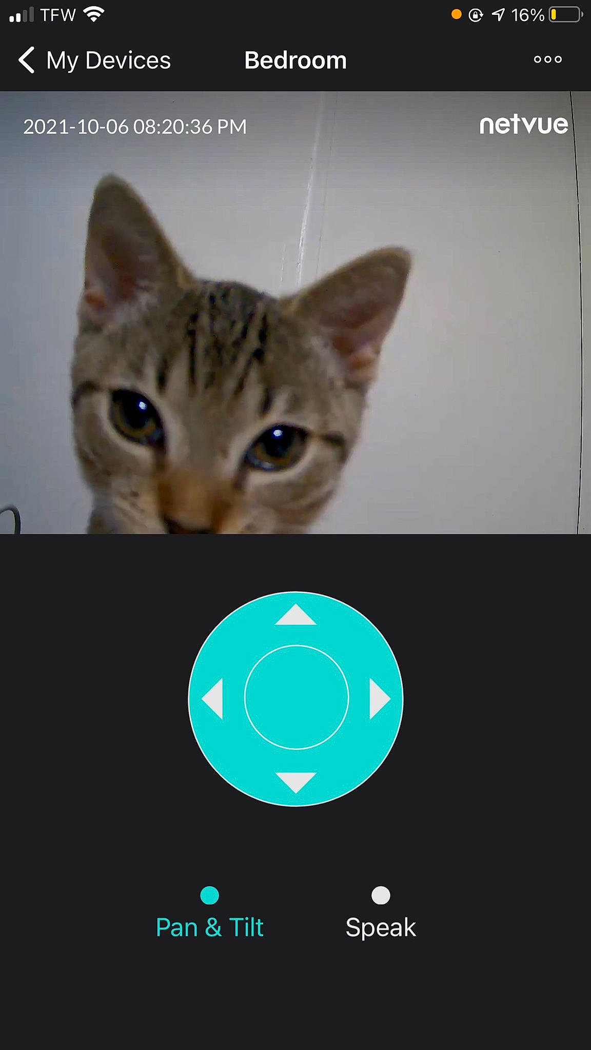 Rin joined the competition — help win amazing prizes! brand, carnivore, cat, circle, darkness, data_storage_device, domestic_short_haired_cat, dvd, electric_blue, felidae, font, fur, gadget, logo, photo_caption, rectangle, small_to_medium_sized_cats, symbol, terrestrial_animal, whiskers